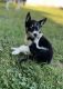 Shepherd Husky Puppies for sale in Springfield, OH 45506, USA. price: NA