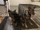 Shepherd Husky Puppies for sale in York, PA, USA. price: $600
