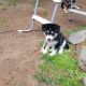 Shepherd Husky Puppies for sale in Marysville, WA, USA. price: NA
