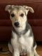 Shepherd Husky Puppies for sale in 511 N El Camino Real, San Mateo, CA 94401, USA. price: $900