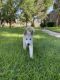 Shepherd Husky Puppies for sale in Salt Lake City, UT, USA. price: $600