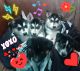 Shepherd Husky Puppies for sale in Tucson, AZ, USA. price: $500