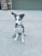 Shepherd Husky Puppies for sale in Phoenix, AZ 85054, USA. price: NA