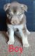 Shepherd Husky Puppies for sale in Fountain, CO, USA. price: $400