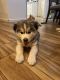 Shepherd Husky Puppies for sale in San Leandro, CA 94579, USA. price: NA