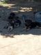 Shepherd Husky Puppies for sale in Merced, CA, USA. price: $100