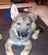 Shepherd Husky Puppies for sale in Mesa, AZ, USA. price: $300