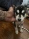 Shepherd Husky Puppies for sale in Baltimore, MD, USA. price: $650