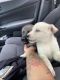 Shepherd Husky Puppies for sale in Chicago, IL, USA. price: $800