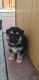 Shepherd Husky Puppies for sale in Stockton, CA, USA. price: NA