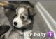 Shepherd Husky Puppies for sale in Houston, TX, USA. price: $1,100