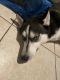 Shepherd Husky Puppies for sale in Orlando, FL, USA. price: $490