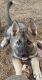 Shepherd Husky Puppies for sale in San Diego, CA, USA. price: NA