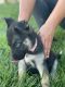 Shepherd Husky Puppies for sale in Sacramento, CA, USA. price: $359