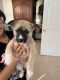 Shepherd Husky Puppies for sale in Prince Frederick, MD, USA. price: NA