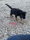 Shepherd Husky Puppies for sale in Newark, OH, USA. price: $500