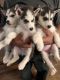 Shepherd Husky Puppies for sale in 10101 Whitmore St, El Monte, CA 91733, USA. price: $500