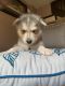 Shepherd Husky Puppies for sale in Hamilton, OH 45011, USA. price: $800