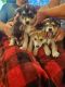 Shepherd Husky Puppies for sale in Flaherty, KY 40175, USA. price: NA
