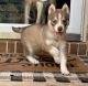 Shepherd Husky Puppies for sale in Decatur, GA 30035, USA. price: NA