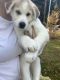 Shepherd Husky Puppies for sale in Charleston, SC, USA. price: NA