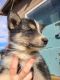 Shepherd Husky Puppies for sale in Willow Springs, CA 93560, USA. price: NA