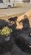 Shepherd Husky Puppies for sale in Bakersfield, CA, USA. price: NA