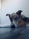 Shepherd Husky Puppies for sale in Mesa, AZ, USA. price: NA