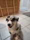 Shepherd Husky Puppies for sale in Norfolk, VA, USA. price: $600