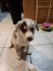 Shepherd Husky Puppies for sale in Norfolk, VA, USA. price: $600
