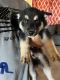 Shepherd Husky Puppies for sale in El Paso, TX, USA. price: $250