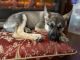 Shepherd Husky Puppies for sale in Fairfield, CT 06824, USA. price: $700