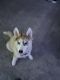 Shepherd Husky Puppies for sale in La Mirada, CA, USA. price: NA