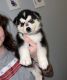 Shepherd Husky Puppies for sale in S Lafayette St, Shelby, NC, USA. price: $650