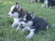 Shepherd Husky Puppies for sale in Dallas, TX, USA. price: $550