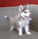 Shepherd Husky Puppies for sale in Dallas, TX, USA. price: $550