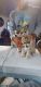 Shepherd Husky Puppies for sale in Sacramento, CA, USA. price: $400