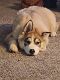 Shepherd Husky Puppies for sale in La Mirada, CA, USA. price: $300