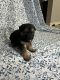 Shepherd Husky Puppies for sale in Fort Worth, TX, USA. price: $200