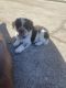 Shepherd Husky Puppies for sale in McDonough, GA, USA. price: $200