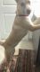 Shepherd Husky Puppies for sale in Homestead, FL, USA. price: $1,500