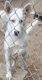 Shepherd Husky Puppies for sale in Mineral, VA 23117, USA. price: $300
