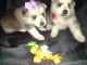 Shepherd Husky Puppies for sale in Spring, TX 77373, USA. price: NA