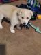 Shepherd Husky Puppies for sale in Pueblo, CO, USA. price: $100