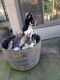 Shepherd Husky Puppies for sale in Sacramento, CA, USA. price: $500