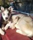 Shepherd Husky Puppies for sale in Los Banos, CA, USA. price: NA