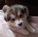 Shepherd Husky Puppies for sale in Colorado Springs, CO, USA. price: $400