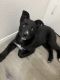 Shepherd Husky Puppies for sale in Moreno Valley, CA, USA. price: $300