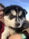 Shepherd Husky Puppies for sale in Westville, FL, USA. price: $500
