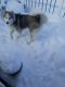 Shepherd Husky Puppies for sale in Portland, OR, USA. price: NA